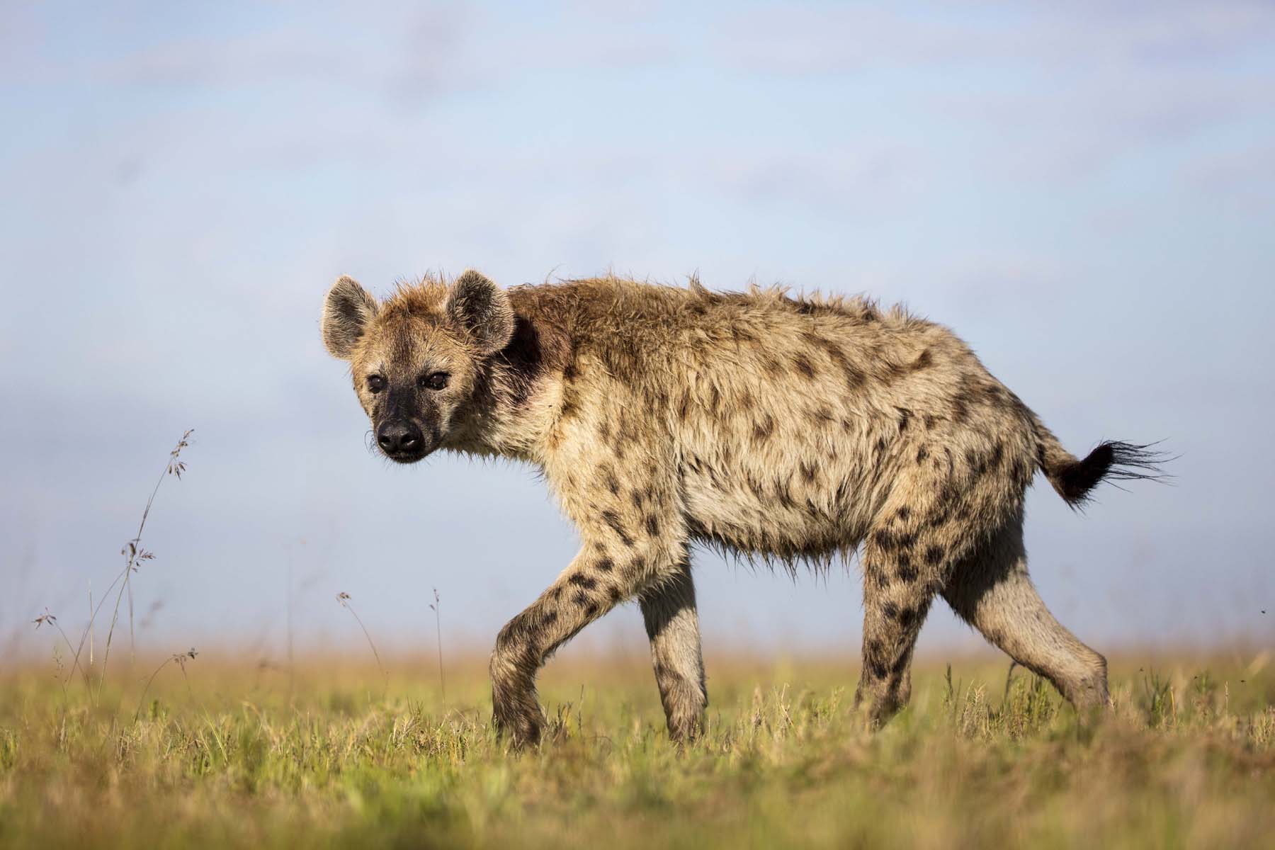 Travel to Liuwa Plains for a Luxury Zambia Safari
